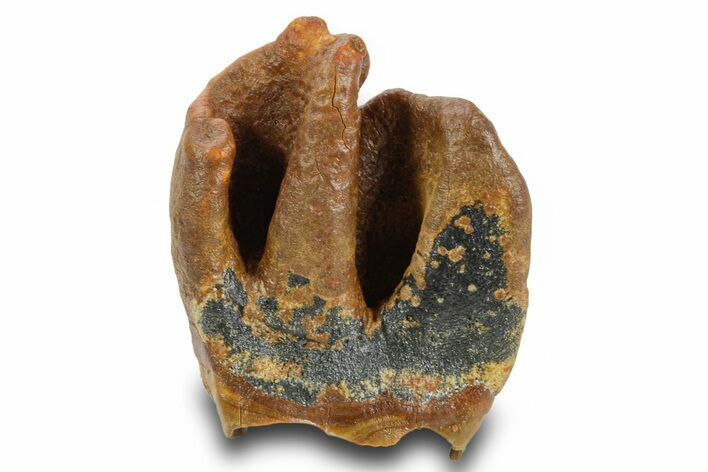 Fossil Woolly Rhino (Coelodonta) Tooth Crown - Siberia #380725